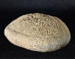 Cyclolites sp. (LAMARCK 1801) - Bild © FossNet FossilienStore